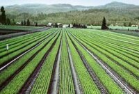اقتصادی شدن کشاورزی از اهداف وزارت جهادکشاورزی است