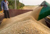 رضایت کشاورزان از قیمت اعلامی گندم توسط دولت