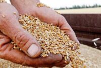 امسال ۷ میلیون و ۱۴۸ هزار تن گندم از کشاورزان خریداری شد