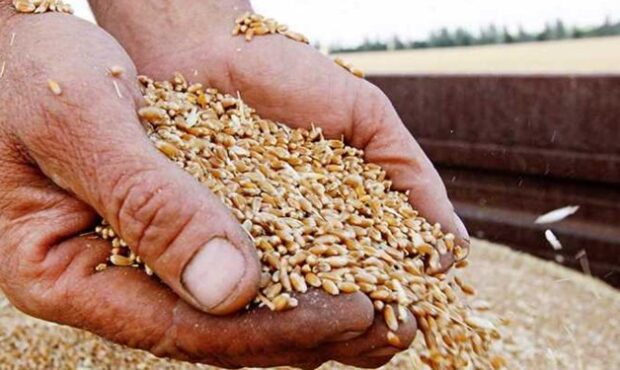 امسال ۷ میلیون و ۱۴۸ هزار تن گندم از کشاورزان خریداری شد