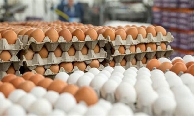 اختلاف فاحش قیمت تخم مرغ درب مرغداری و فروشگاه به جیب چه کسانی می‌رود؟