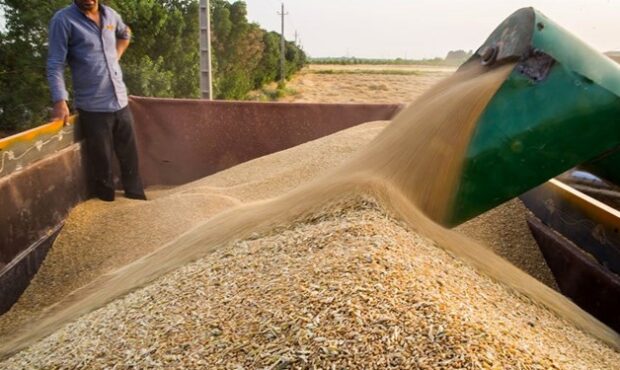 واردات 4 میلیون تن گندم در سال جاری