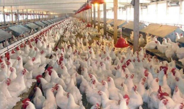 جمع‌آوری ۱۳ هزار تن مرغ مازاد از بازار