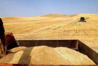 خرید ۴۰ درصد گندم کشور توسط سازمان مرکزی تعاون روستایی