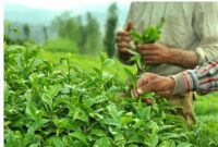 بخش عمده چای کشور از سریلانکا و هندوستان وارد می‌شود