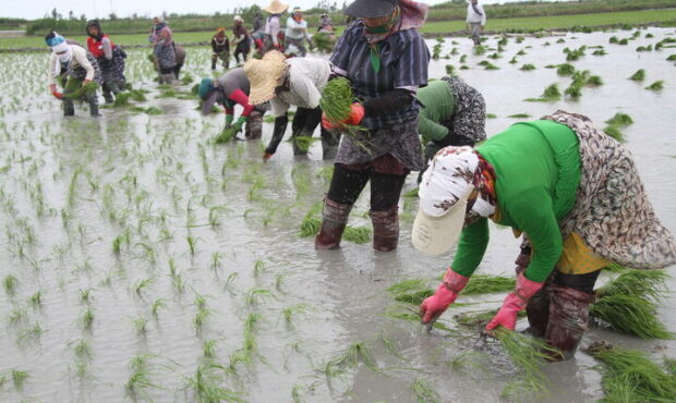 دست سوداگران از بازار برنج باید کوتاه شود